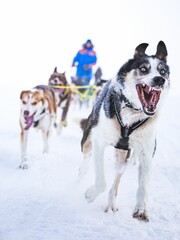 Naklejka premium Vertical shot of a pack of sled dogs pulling a sled on a snowy landscape