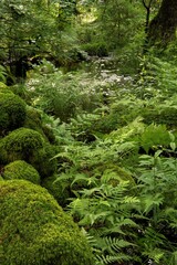 Fototapeta premium Vertical shot of thick greenery at a forest cvered with fern and moss