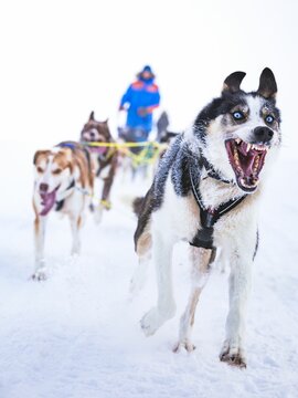 Vertical Shot Of A Pack Of Sled Dogs Pulling A Sled On A Snowy Landscape