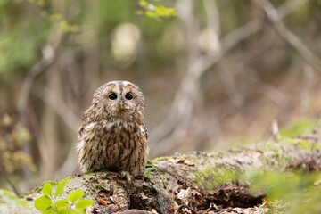Tawny owl (Strix aluco) perched on a dry fallen tree in the middle of the forest gazing with its black eyes.