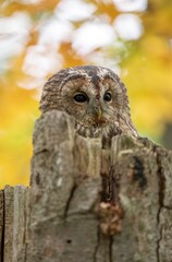 Close-up image of a cute tawny owl (Strix aluco) resting on top of broken tree trunk with beautifully colored autumn leaves in the background.