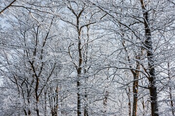 Bare trees covered in snow at a forest during winter