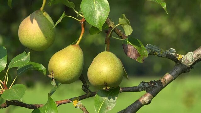 Birnen am Birnbaum