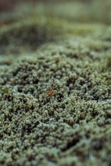 Closeup of growing lichen