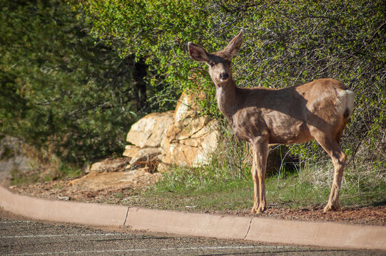 Deer at Mesa Verde National Park
