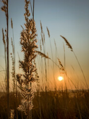 Fototapeta na wymiar sunset in the wheat field