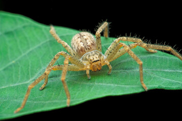 Huntsman spider, Sparassidae, Satara, Maharashtra, India