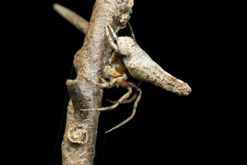 Orb weaver spider, Araneidae, , Satara, Maharashtra, India