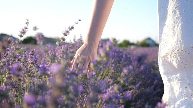 Female hand tenderly touching tops of purple flowers. Woman moving her arm above blooming lavender. Girl walking through floral meadow. Nature background. Summer or relaxation concept. Slow motion