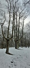 snow covered trees