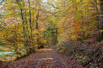A path through the autumn forest