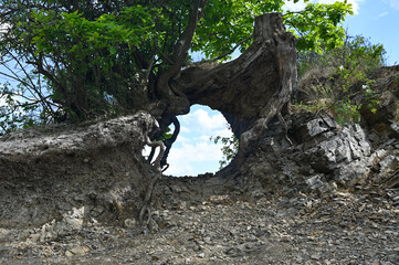 Looking through tree roots to sky