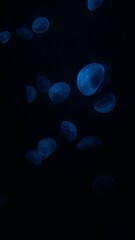 jellyfish in the night