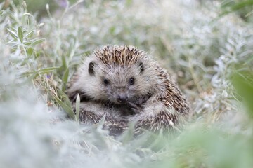 Cute northern white-breasted hedgehog (Erinaceus roumanicus) lying on its back in a bed of white flowers © Vladis