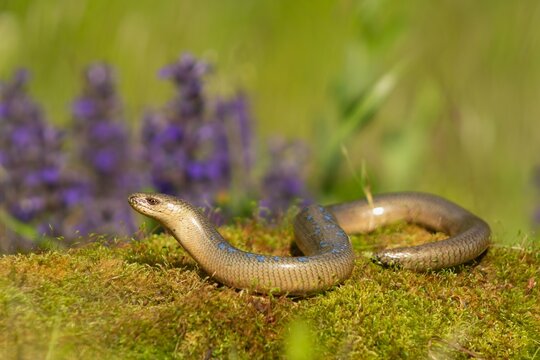 Slow worm (Anguis fragilis) slithering across mossy terrain with colorful flowers in the background