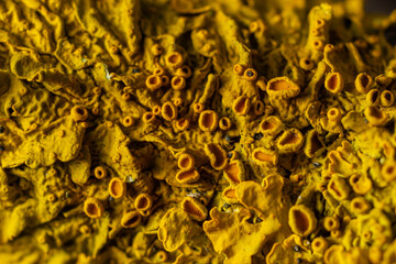 Xanthoria parietina common orange lichen, yellow scale, maritime sunburst lichen and shore lichen...