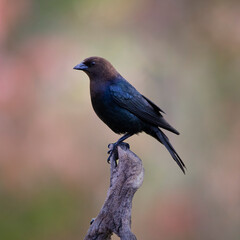 cowbird on perch