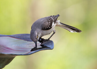 mockingbird drinking