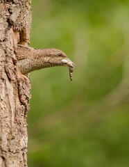Eurasian wryneck (Jynx torquilla) cleaning its nestlings' droppings