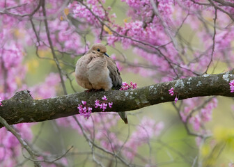 dove in blooming redbud tree