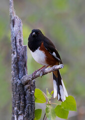 eastern towhee on perch
