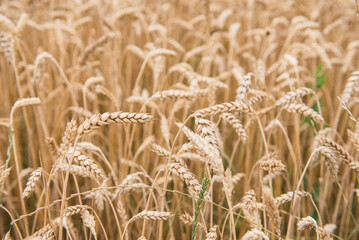 A field of ripe wheat at the end of summer