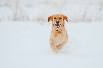 golden retriever running in the snow