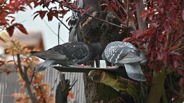 pigeons, oiseaux des villes, colombes, tourterelles, forets , arbres, nature ,plumes, becs,