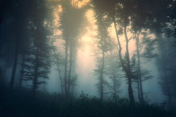 sunlight in dark foggy woods, mysterious landscape