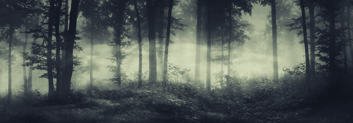 dark spooky forest panorama in fog
