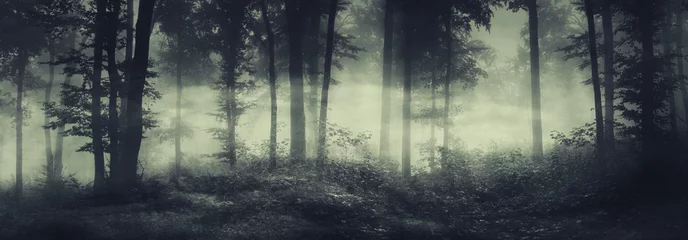 Foto auf Acrylglas dark spooky forest panorama in fog © andreiuc88