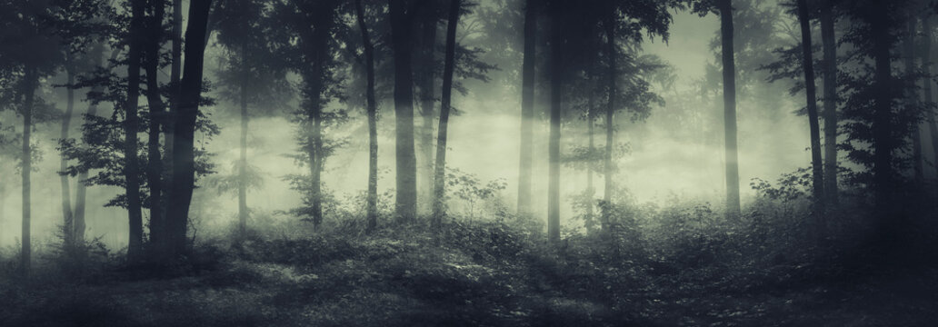Fototapeta dark spooky forest panorama in fog
