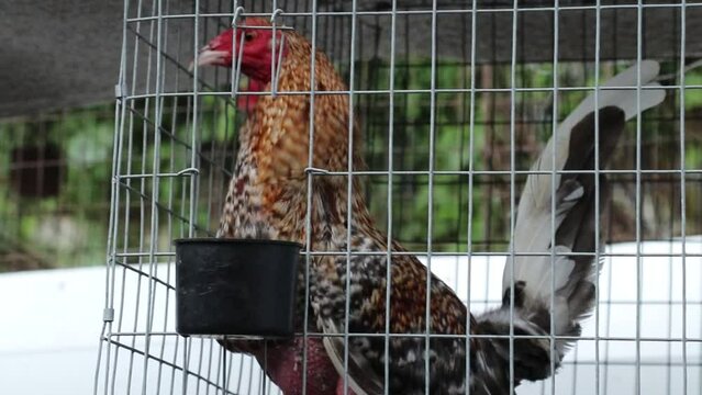 Close-up shot of a rooster in a cage