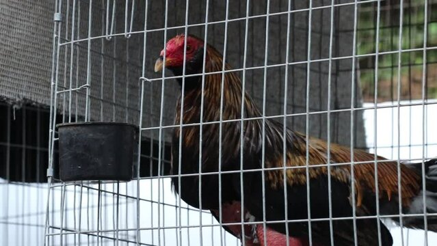 Close-up shot of a rooster in a cage