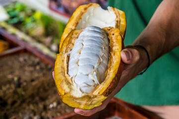 A view of the inside of a cocao pod in La Fortuna, Costa Rica during the dry season - obrazy, fototapety, plakaty