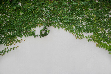 Creeping plant growth on the white wall background with copy space