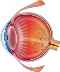 Detailed structure of the human eye on a white background. It is unlabeled, providing a clear view of the various parts.