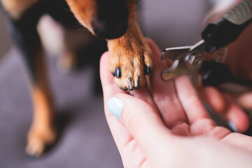 Veterinarian specialist holding small dog, process of cutting dog claw nails of a small breed dog...