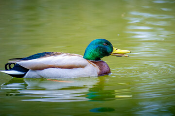 Mallard (Anas platyrhynchos) with wet beak and water drops on head, isolated floating on water