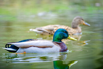 Mallard (Anas platyrhynchos) with wet beak and water drops on head, isolated floating on water, female mallard blurred in the background