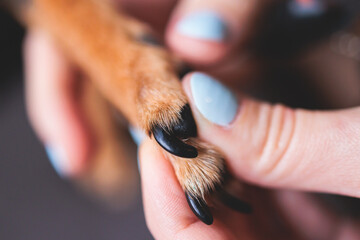 Veterinarian specialist holding small dog, process of cutting dog claw nails of a small breed dog with a nail clipper tool, close up view of dog's paw, trimming pet dog nails manicure at home