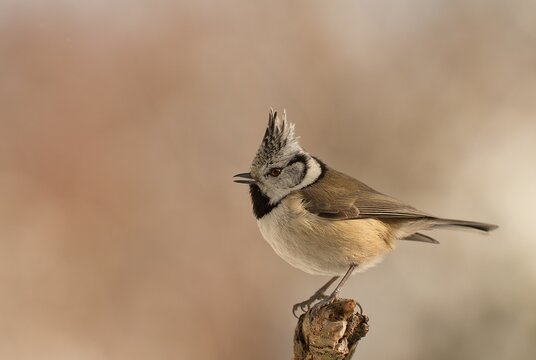 European crested tit (Lophophanes cristatus) on a cold winter day