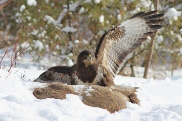 Common buzzard (Buteo buteo) protecting a carcass with his wings spread out on a harsh winter day