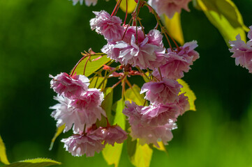 Blüten der japanischen Zierkirsche, Prunus serrulata, in voller Blüte am Kirschbaum hängend und in natürlicher Umgebung