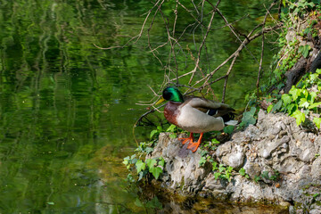 Giardini Montanelli, public park in Milan at springtime