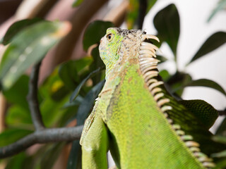 Over the shoulder portrait of Iguana, Gunung Leuser Nationalpark, Bukit Lawang, Sumatra, Indonesia