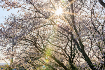 桜と逆光