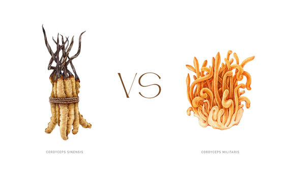 Cordyceps militaris and cordiceps sinensis advantage comparison. Watercolor painted illustration. Medical mushroom value comparison illustration. Medicinal fungi benefit value image