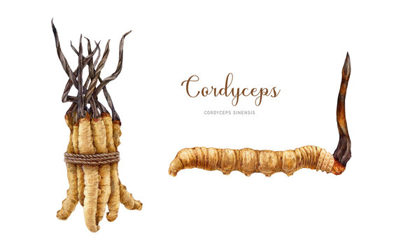 Cordyceps sinensis fungus watercolor illustration set. Hand drawn medicinal mushroom image. Cordyceps on a caterpillar body. Natural organic treatment element. Medical mushroom bunch with a rope