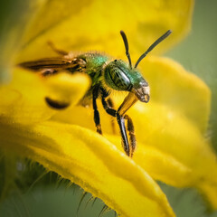 Macro closeup of a Bicolored metallic green sweat bee (Agapostemon virescens) cleaning its long proboscis tongue after feeding on a yellow cucumber flower. Long Island, New York.